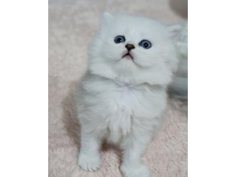 Scottish straight silver long ve shorthair iki erkek yavru