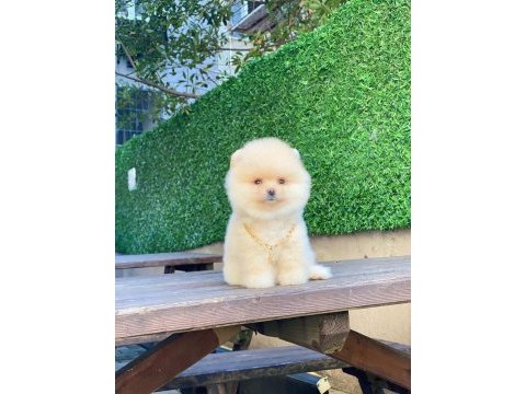 Pomeranian boo
