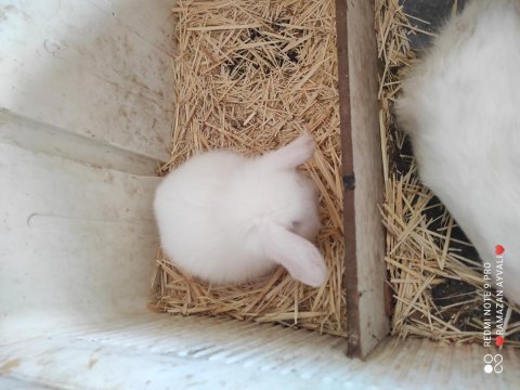 Irk garantili mavi gözlü lop tavşanı