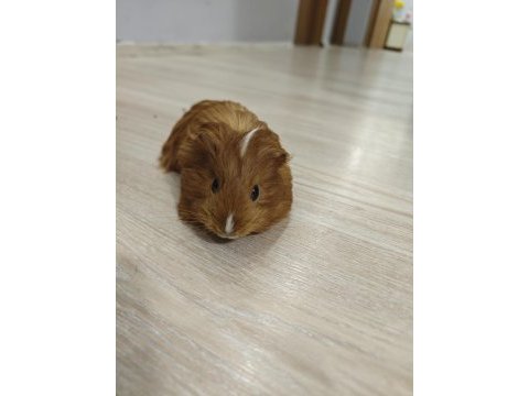 Ginepig yavrumuz