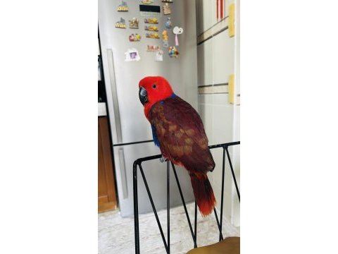 Eclectus papağanı
