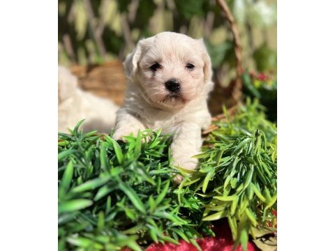 Kar beyaz ırk garantili maltese terrier yavrular