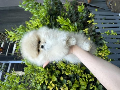 Ayı surat dişi pomeranian boo