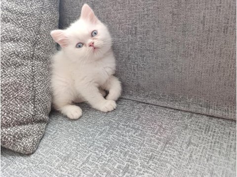 Güzel iran kedisi bebeğim