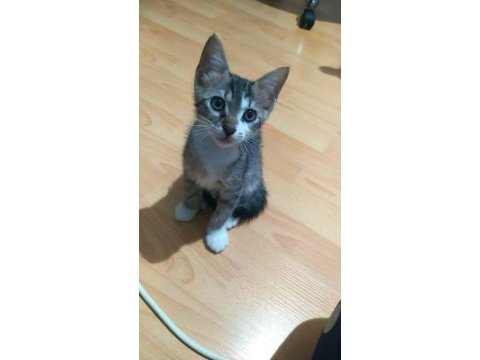 Kedimiz için lütfen ciddi olanlar yazsın