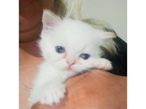 2 aylık red point mavi gözlü exotic shorthair