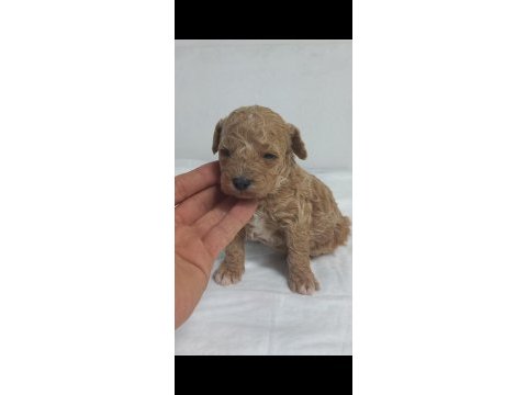 45 gunluk toy poodle yavrular