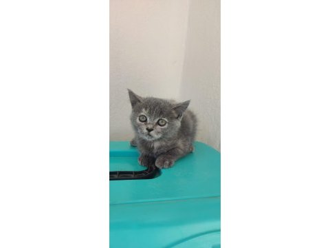 Birileri maviş mi dedi british shorthair (beyaz)