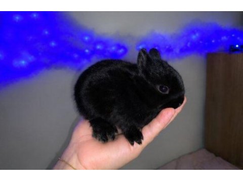 Mini lop cüce tavşanlarımız