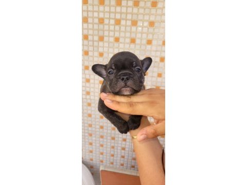 Teslime hazır french bulldog yavruları