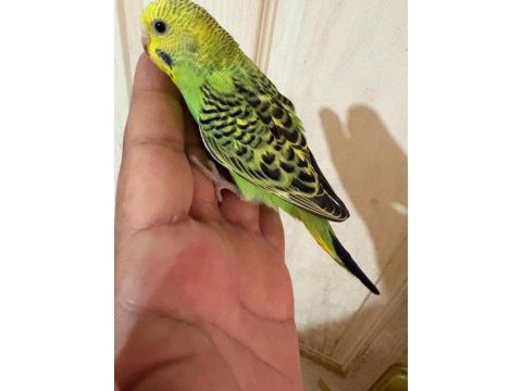 36 günlük renk güzeli muhabbet kuşu bebek
