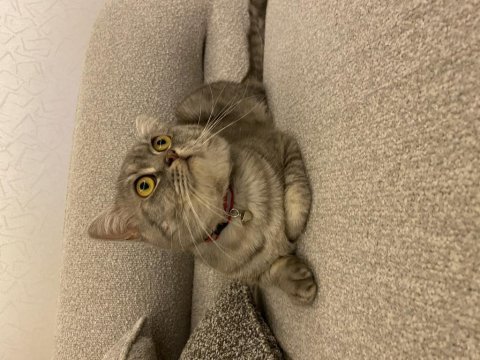 Erkek 1 yaşında british shorthair