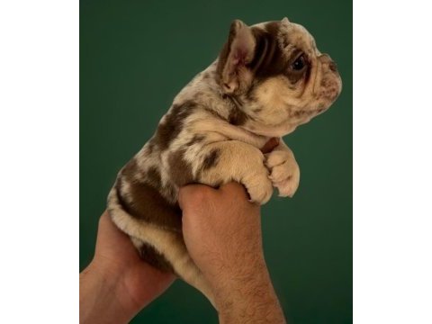 Mew shade rojo merle and tan fluffy carrier erkek french