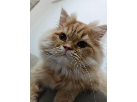 Kedimize eş arıyoruz