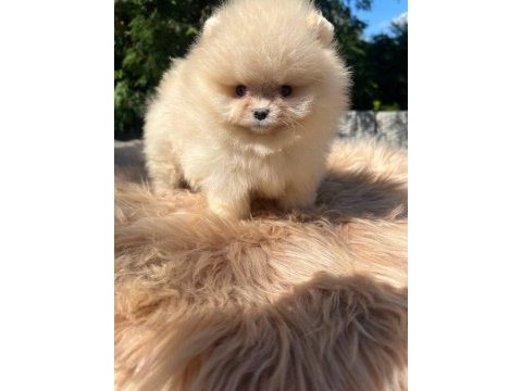 Sağlık ve ırk garantili pomeranian boo köpeği