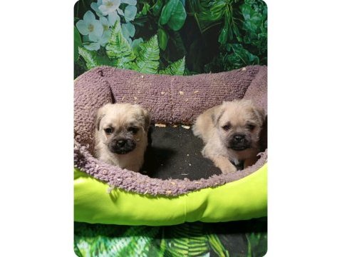 Pug mops mal bebekler