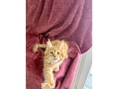 Maine coon özel yavrular