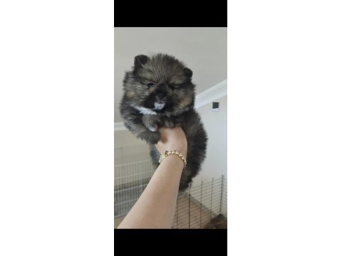 Pomeranian köpeği