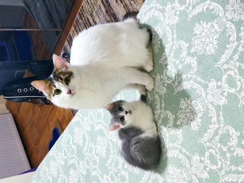 1 buçuk yaşında kızımıza yeni yuva arıyoruz