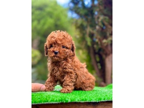 Toy poodle 2 aylık