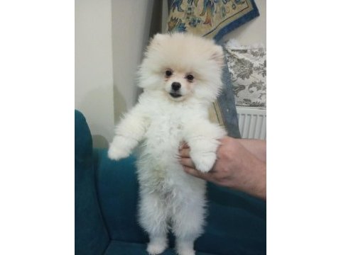 2,5 aylık erkek safkan pomeranian boo