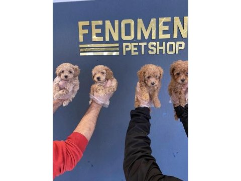 Ret brown maltipoo yavrular şampanya maltipo yavrular