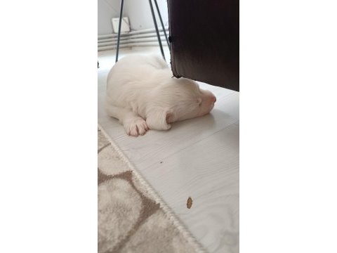 0 numara maltese terrier yavrusu