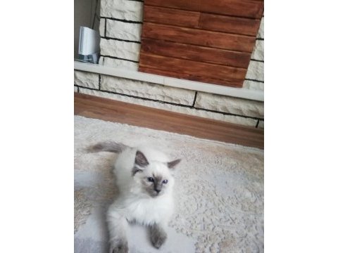 Safkan full şecereli anne babadan ragdoll erkek yavrumuz
