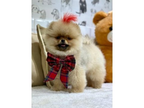 Ayı surat pomeranian yavrularımız