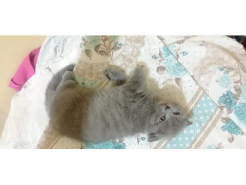 Scottish fold 2 aylık