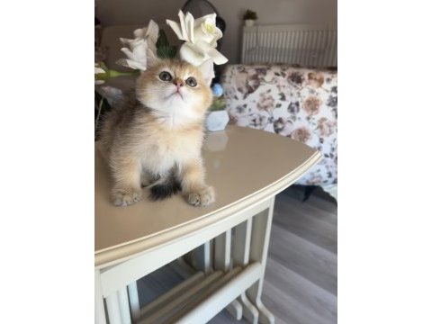 British shorthair golden ny25