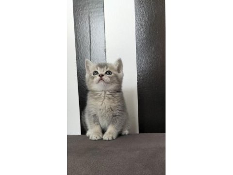 British shorthair blue golden ay11 erkek yavru