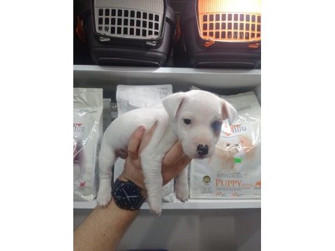 2 aylık erkek jack russell