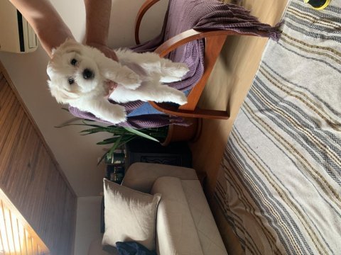 0 grubu 2 aylık maltese yavru köpeği