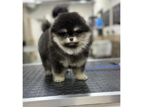 Black tan muazzam renk ve tüy yapısı pomeranian