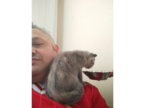 Scottish fold 3 aylık dişi