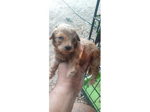 Maltipoo bebeklerimiz
