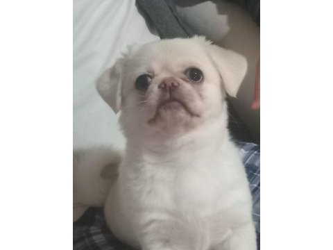 Yavru pekinez köpeğimiz