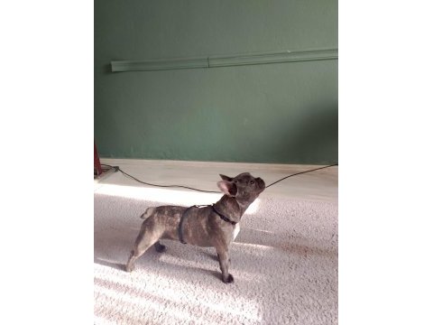 French bulldog blue