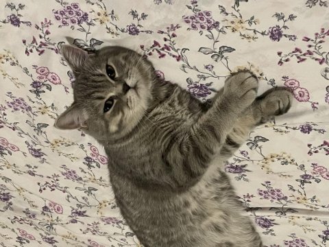 Erkek british shorthair 8-9 aylık
