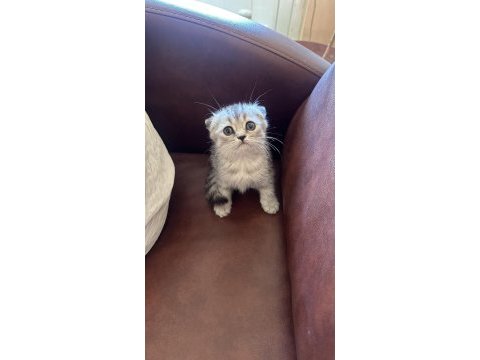 4 tane yavru var scottish fold british longhair