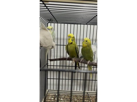 8 erkek 1 dişi muhabbet kuşu
