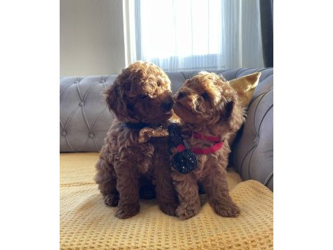 Şirin surat minik boy toy poodle yavrular