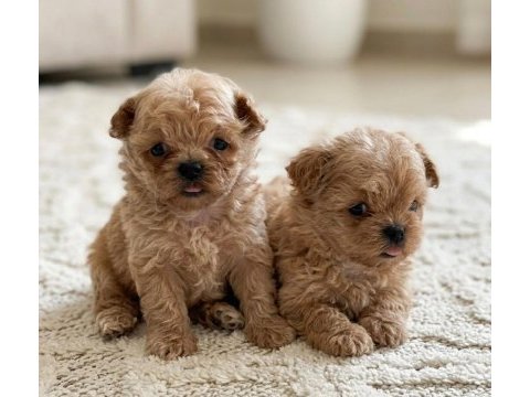 Korean maltipoo harikaları