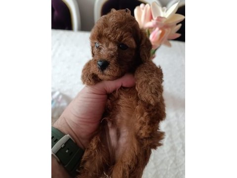Safkan red brown toy poodle yavrular üst kalite