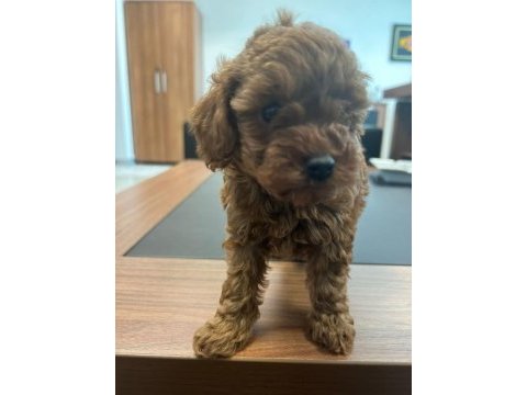 Toy poodle red brown