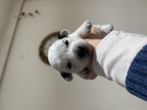 Sahiplendirilecek köpeklerimiz