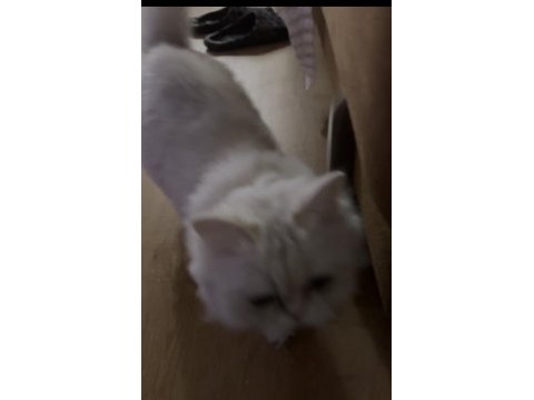 Ücretsiz bakımlı kediler