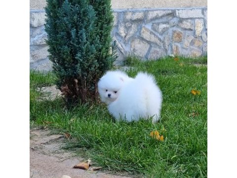Pomeranian boo teddy