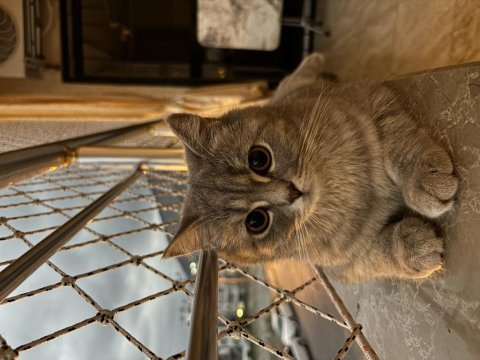 British shorthair kedimize eşleştirmek için erkek arıyoruz